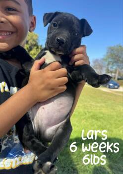 Mixed Breed Dogs Available for Adoption - LARS | PetCurious