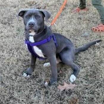 American Staffordshire Terrier and Mixed Breed Dogs Available for Adoption in Bartlett, Tennessee - Papas | PetCurious