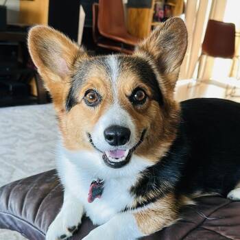 COURTESY LISTING Karma -  Corgi Dog for Adoption in Moscow, Idaho - COURTESY LISTING Karma | PetCurious