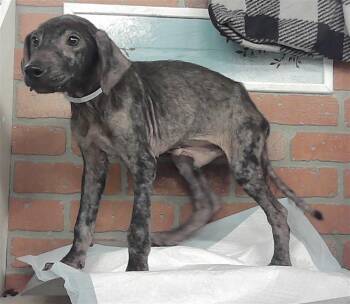 BENNY -  German Shepherd Dog and Mixed Breed Dog for Adoption in Houston, Texas - BENNY | PetCurious