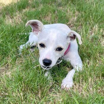 Rescue Chihuahua and Toy Fox Terrier Dogs for Adoption in Warren, Rhode Island - Pebbles | PetCurious