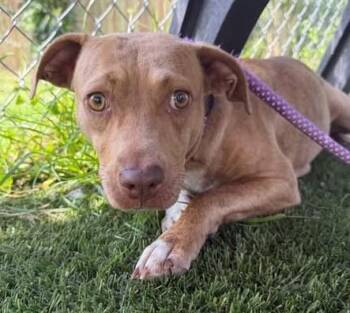 ARIZONA -  Mixed Breed Dog for Adoption in Columbia, South Carolina - ARIZONA | PetCurious