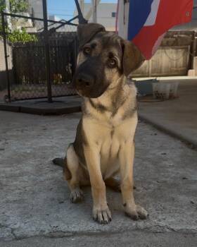 Maximus -  Shepherd Dog for Adoption in Arvada, Colorado - Maximus | PetCurious