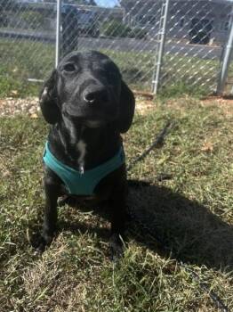 Penguin -  Australian Cattle Dog Blue Heeler and Mixed Breed Dog for Adoption in Osage Beach, Missouri - Penguin | PetCurious