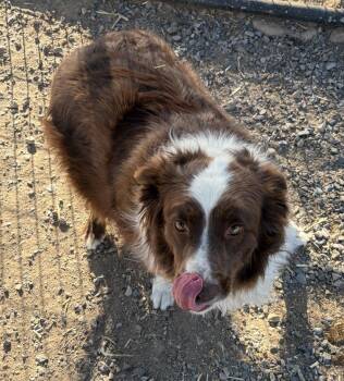 Georgie -  Border Collie Dog for Adoption in Challis, Idaho - Georgie | PetCurious