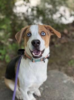Mixed Breed Dogs Available for Adoption in Chattanooga, Tennessee - Benny | PetCurious