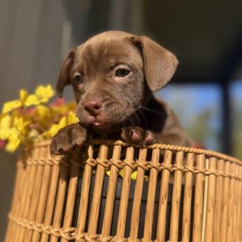 Zach -  Vizsla and Terrier Dog for Adoption in Baton Rouge, Louisiana - Zach | PetCurious