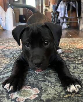 Pit Bull Terrier Dogs Available for Adoption in Germantown, Ohio - Garlic Breadsticks | PetCurious