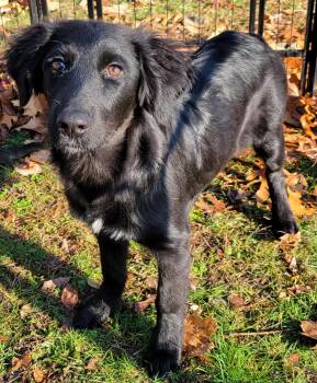 Rescue German Shepherd Dog and Golden Retriever Dogs for Adoption in Mullica, New Jersey - Josee | PetCurious