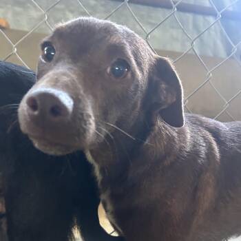 Lawson -  Feist and Mixed Breed Dog for Adoption in West Point, Mississippi - Lawson | PetCurious