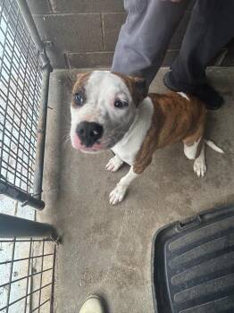 Pit Bull Terrier Dogs Available for Adoption in Russellville, Kentucky - Alfie | PetCurious
