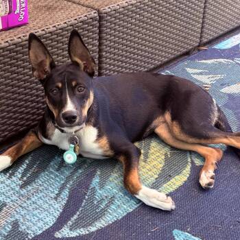 Foxy -  Mixed Breed Dog for Adoption in Waynesburg, Pennsylvania - Foxy | PetCurious