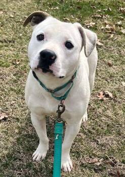Pit Bull Terrier Dogs Available for Adoption - Ghost - At Shelter Available 3/8 | PetCurious