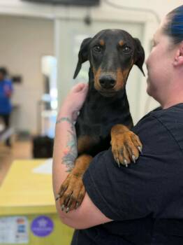 Doberman Pinscher Dogs Available for Adoption in Bothell, Washington - Louie | PetCurious