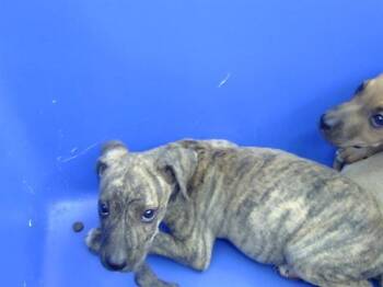 Mixed Breed Dogs Available for Adoption in Dallas, Texas - BRYAN | PetCurious