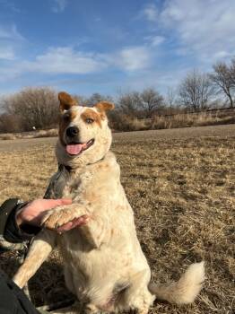 Rescue Australian Shepherd Dogs for Adoption in Saint James, Minnesota - Duke | PetCurious