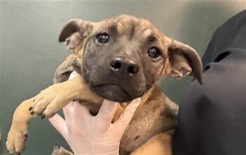 Terrier and Mixed Breed Dogs Available for Adoption in Thousand Palms, California - BUFFY | PetCurious