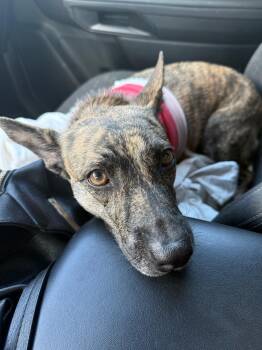 Tennessee Treeing Brindle and Dutch Shepherd Dogs Available for Adoption - Isandra | PetCurious