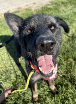 Nigel -  German Shepherd Dog and Husky Dog for Adoption in Hiawatha, Kansas - Nigel | PetCurious