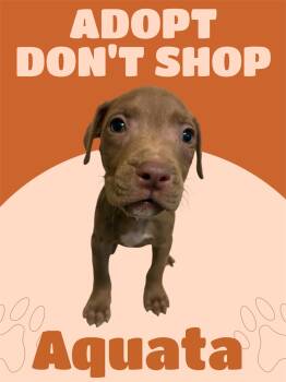 American Staffordshire Terrier Dogs Available for Adoption in Arlington, Texas - Aquata | PetCurious