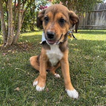 Retriever and Shepherd Dogs Available for Adoption in Houston, Texas - Tina Turner | PetCurious