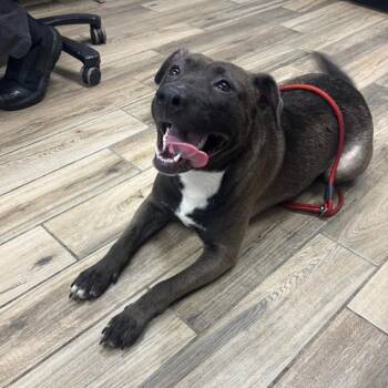 Mixed Breed Dogs Available for Adoption in Henderson, Kentucky - Diamond | PetCurious