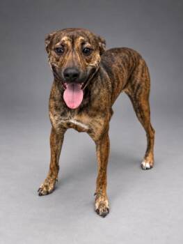 Scooby -  Mountain Cur and Mixed Breed Dog for Adoption in Bowling Green, Kentucky - Scooby | PetCurious