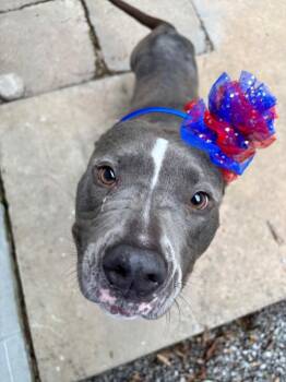 Leona -  Pit Bull Terrier Dog for Adoption in Kalamazoo, Michigan - Leona | PetCurious