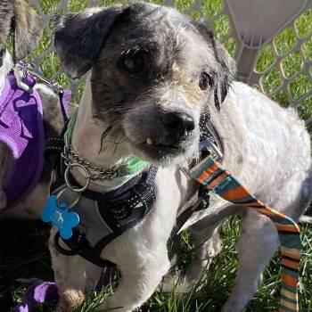 Rescue Shih Tzu Dogs for Adoption in Campton Hills, Illinois - Bonsai | PetCurious