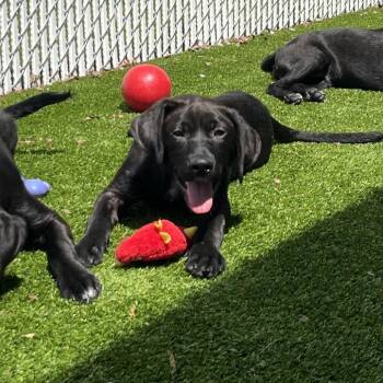 Mixed Breed and None Dogs Available for Adoption in Bedford, New Hampshire - Perry | PetCurious