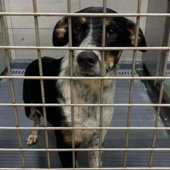 Cynthia -  Australian Kelpie and Border Collie Dog for Adoption in Austin, Texas - Cynthia | PetCurious