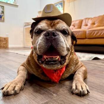 Tater Tot Waddle Woo -  Bulldog and French Bulldog Dog for Adoption in Friendswood, Texas - Tater Tot Waddle Woo | PetCurious