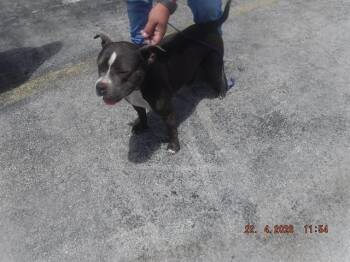 Terrier and Mixed Breed Dogs Available for Adoption in Doral, Florida - REMI | PetCurious