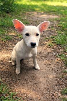 Chihuahua Dogs Available for Adoption in Copiague, New York - Lovebug | PetCurious