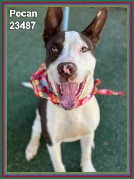 PECAN -  Pit Bull Terrier and Pointer Dog for Adoption in Marietta, Georgia - PECAN | PetCurious