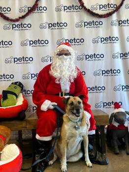 MILO#8 -  Anatolian Shepherd Dog for Adoption in Chandler, Arizona - MILO#8 | PetCurious