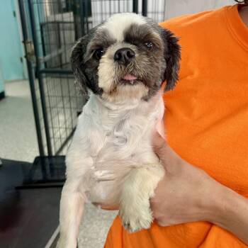 Shih Tzu and Mixed Breed Dogs Available for Adoption in Broken Arrow, Oklahoma - JDub | PetCurious