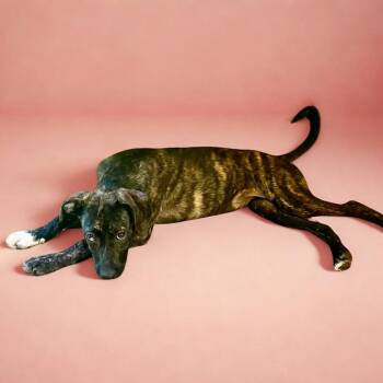 Ansley -  Chocolate Labrador Retriever and Akbash Dog for Adoption in Enterprise, Alabama - Ansley | PetCurious