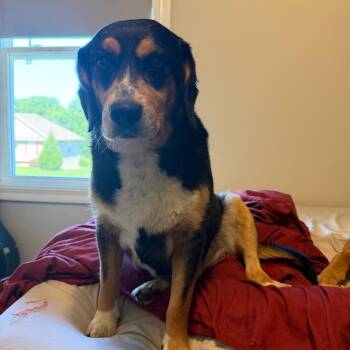 Beagle and Basset Hound Dogs Available for Adoption in Peculiar, Missouri - Benson (Benny) | PetCurious