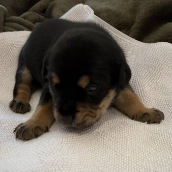 Bella -  Mixed Breed Dog Available for Adoption in Columbus, North Carolina - Bella | PetCurious