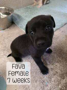 Fava -  Mixed Breed Dog for Adoption in Holbrook, Arizona - Fava | PetCurious