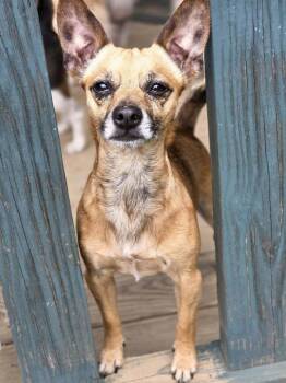 Rescue Chihuahua Dogs for Adoption in Chattanooga, Tennessee - Teddy Rupert | PetCurious