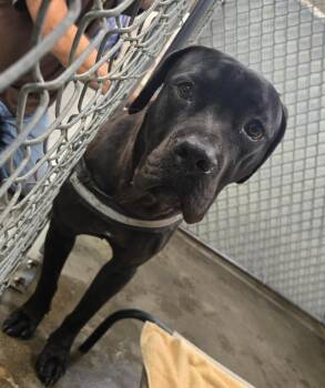 Cane Corso Dogs Available for Adoption in Saint Clairsville, Ohio - Bugatti | PetCurious