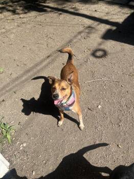 Sweet Potato -  Australian Cattle Dog Blue Heeler Dog for Adoption in Colorado Springs, Colorado - Sweet Potato | PetCurious