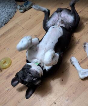 Oreo -  English Bulldog Dog for Adoption in Amory, Mississippi - Oreo | PetCurious