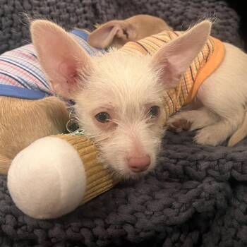 Wren -  Chihuahua and Terrier Dog for Adoption in San Diego, California - Wren | PetCurious