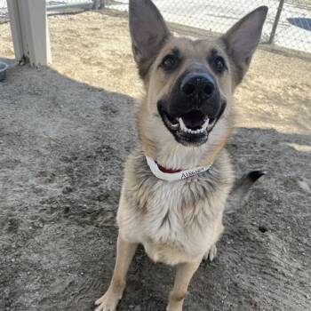 LUNA -  German Shepherd Dog Dog for Adoption in Thousand Palms, California - LUNA | PetCurious