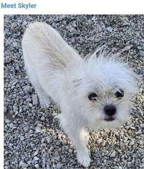 Skyler -  Yorkshire Terrier and Shih Tzu Dog for Adoption in Salt Lake City, Utah - Skyler | PetCurious