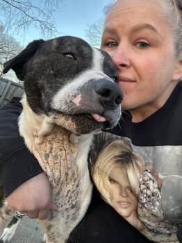 Rescue Pit Bull Terrier Dogs for Adoption in Terre Haute, Indiana - Cyrus | PetCurious