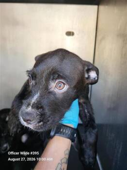 BRIGID -  Terrier Dog for Adoption in San Antonio, Texas - BRIGID | PetCurious